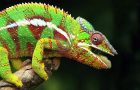 Pigmentový chameleón